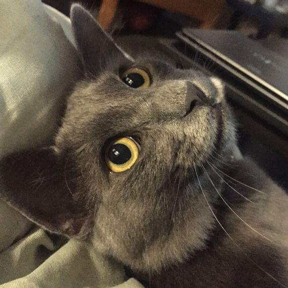 Meet your Posher, Emily - Picture 1 of 1